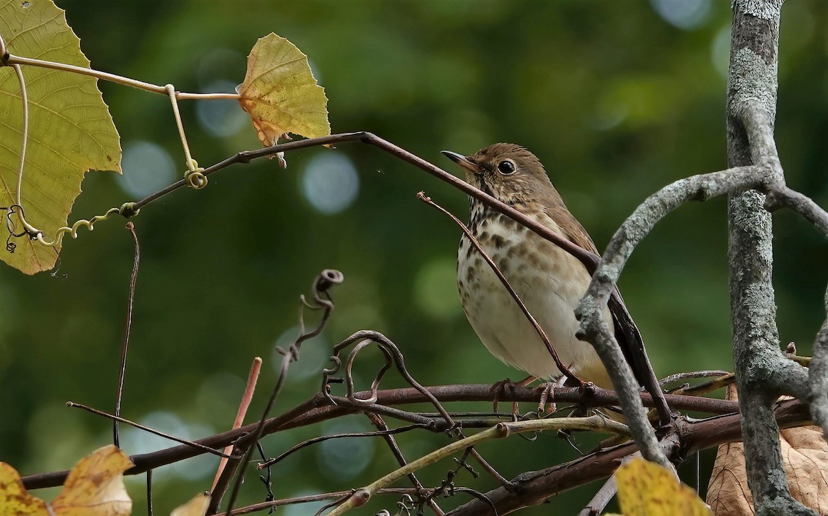 Hermit Thrush - ML383588341