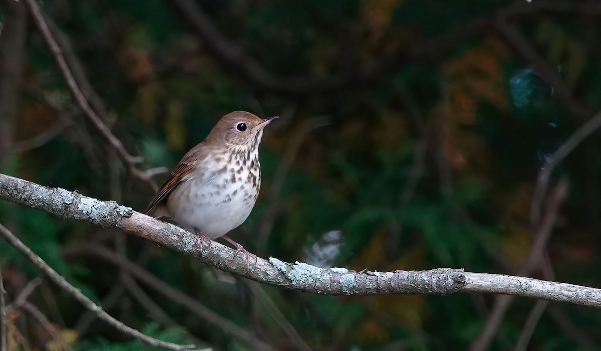 Hermit Thrush - Anonymous