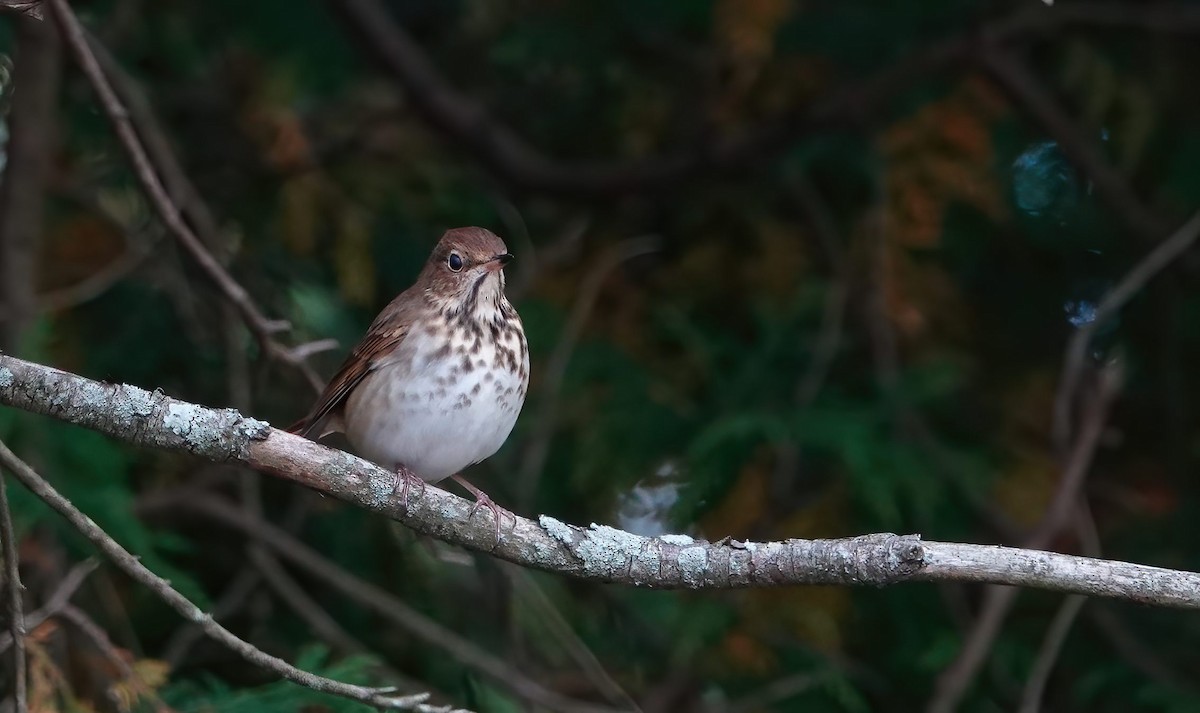 Hermit Thrush - ML383588451