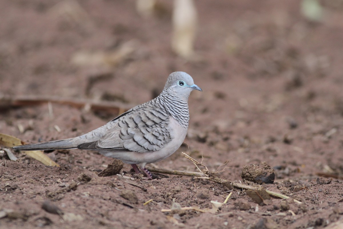 Peaceful Dove - ML38358921