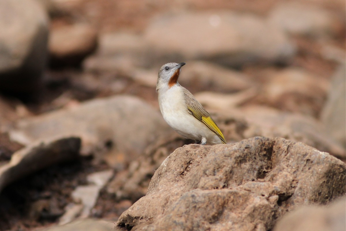 Rufous-throated Honeyeater - ML38358941