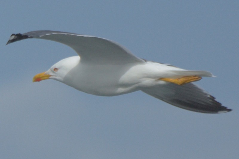 Yellow-legged Gull - ML383590651
