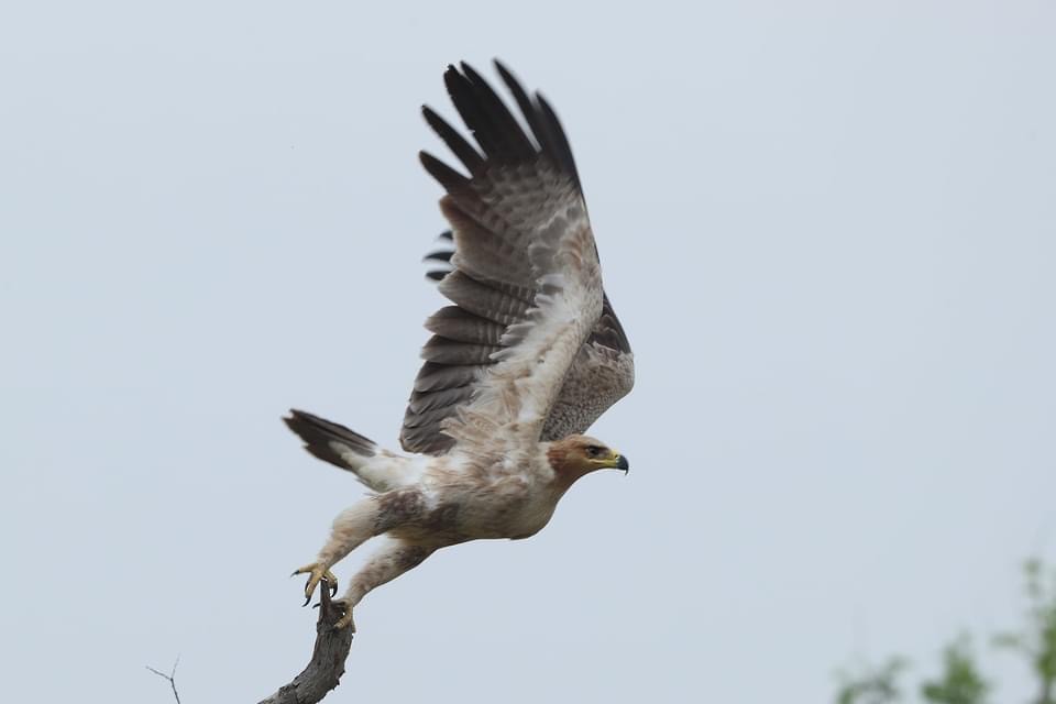 Tawny Eagle - Ansar Khan