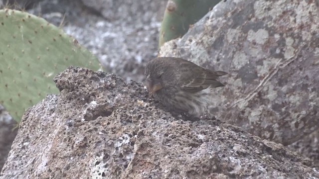 Large Ground-Finch - ML383591161