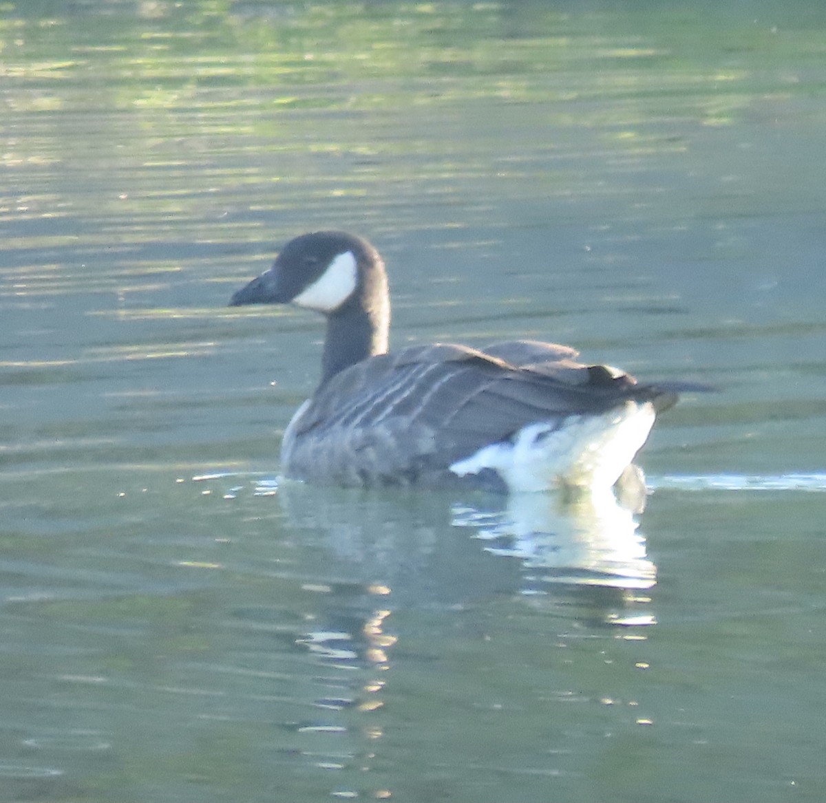 Cackling Goose - ML383591631