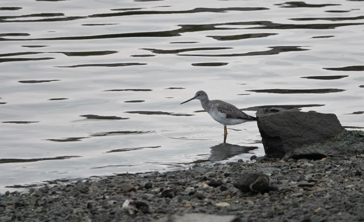 Greater Yellowlegs - Anonymous