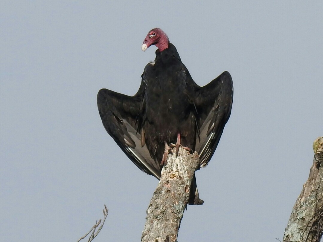 Turkey Vulture - ML38359201