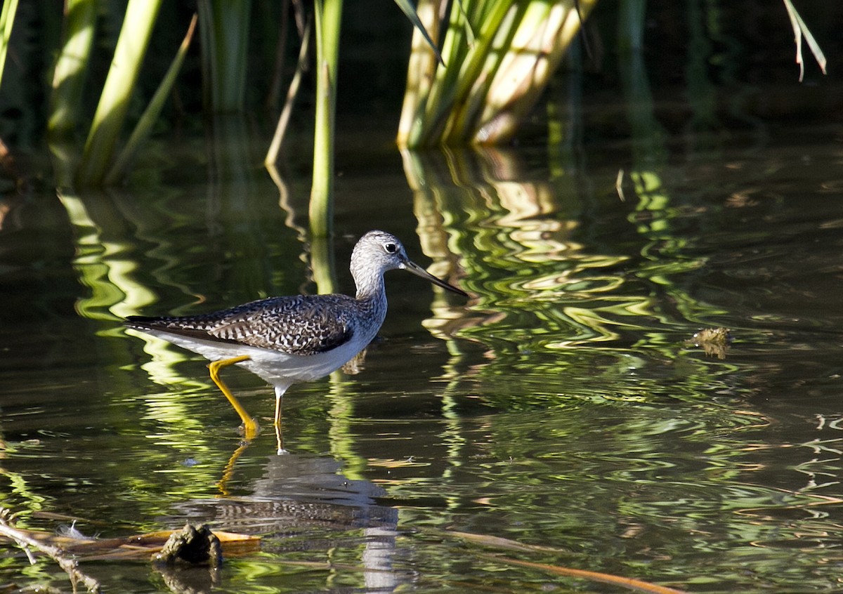 Greater Yellowlegs - ML383592201