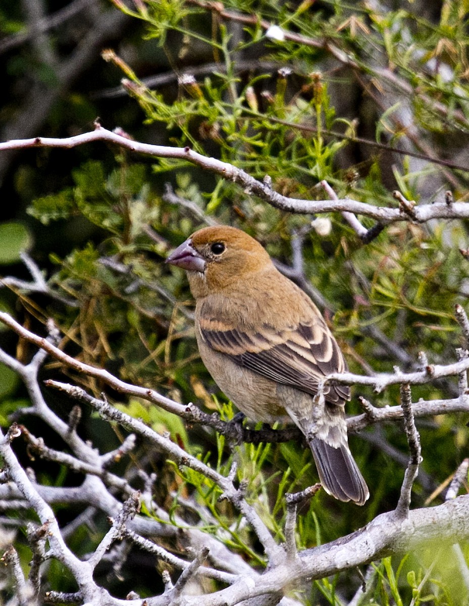 Blue Grosbeak - ML383592381