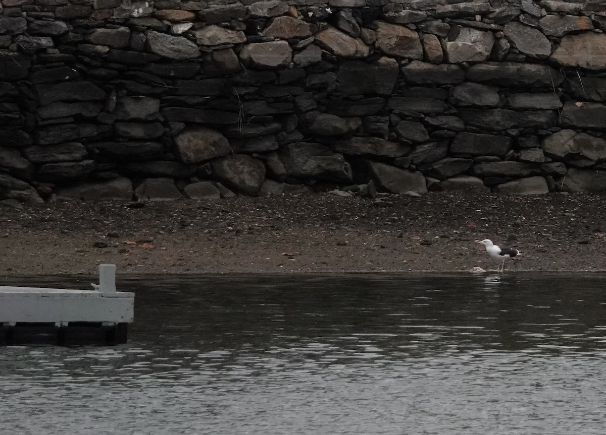 Great Black-backed Gull - ML383592731