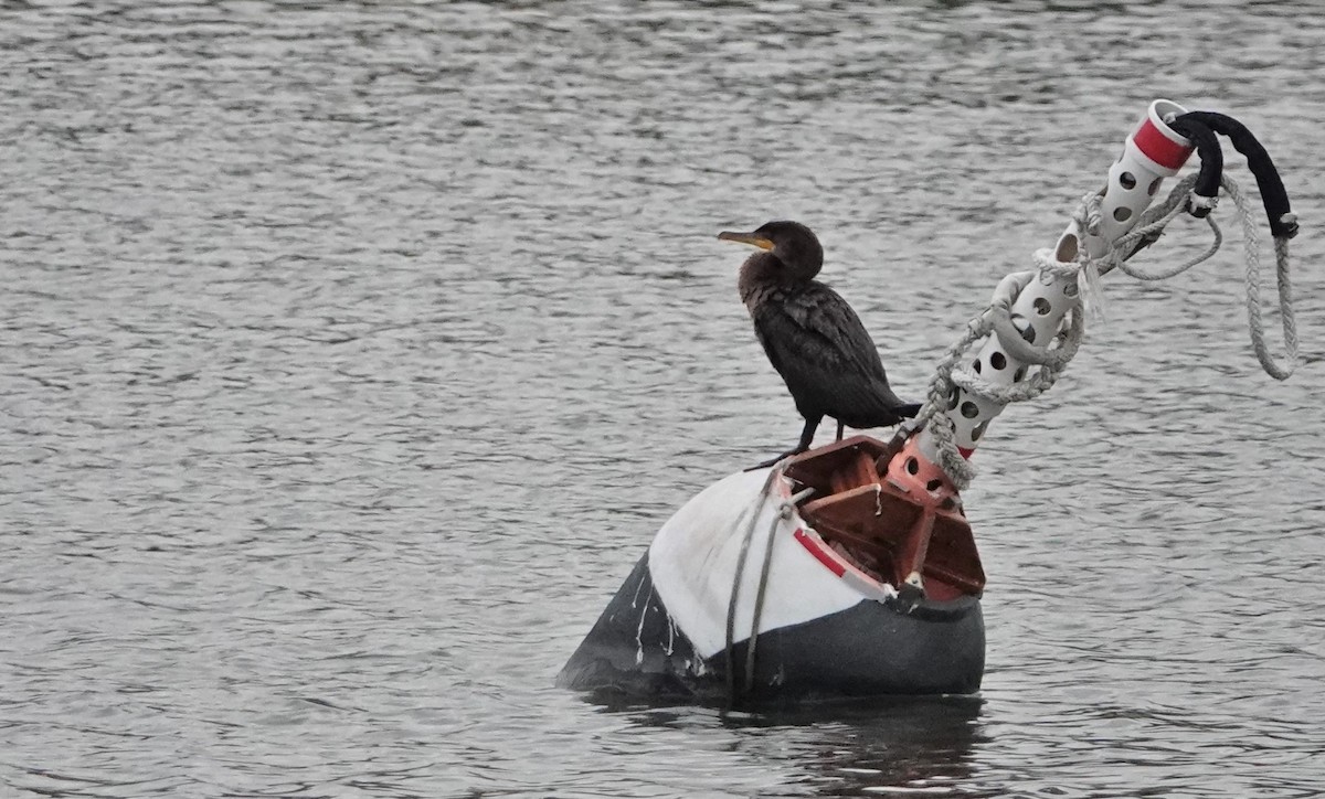 Cormorán Orejudo - ML383592751