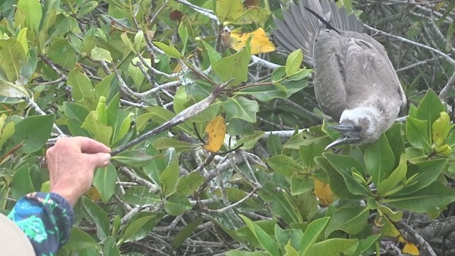 Red-footed Booby - ML383593051