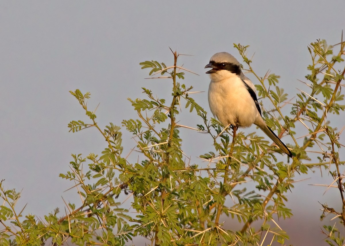 Great Gray Shrike (Indian) - ML383593961