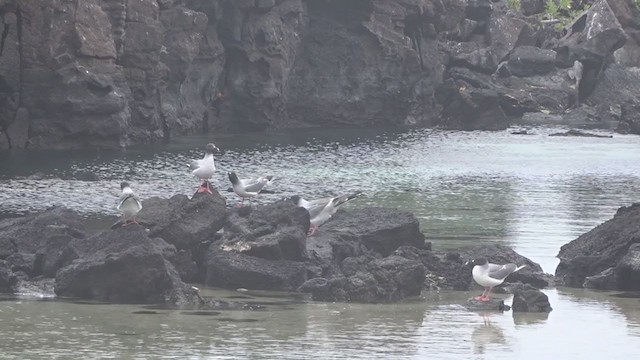 Gaviota Tijereta - ML383594041