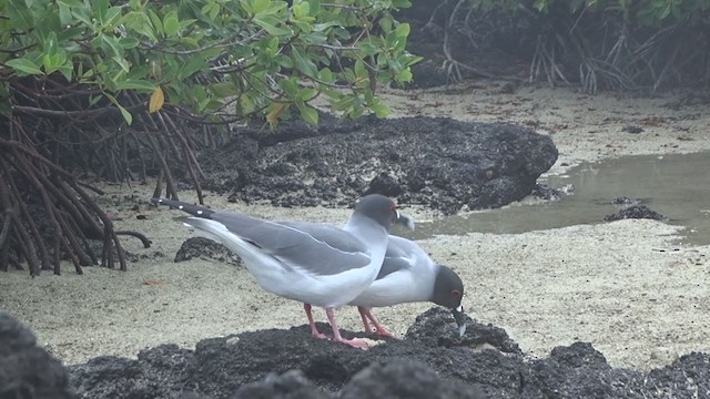 Swallow-tailed Gull - ML383594081