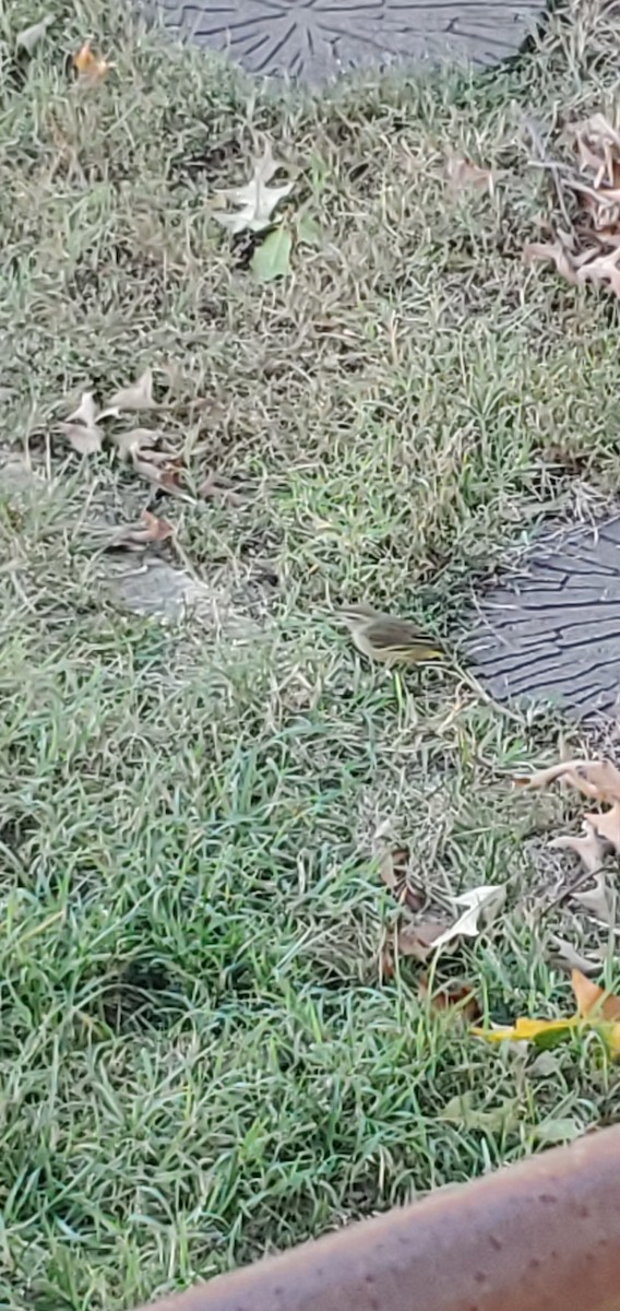 Palm Warbler - ML383594361