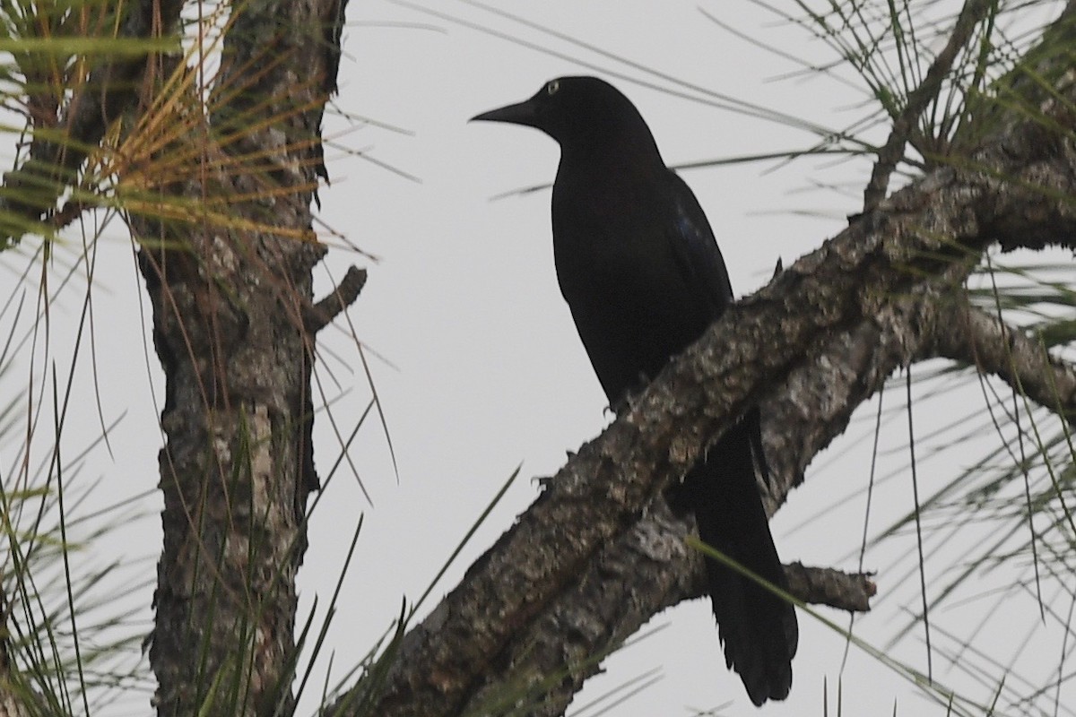 Common Grackle - ML383594461