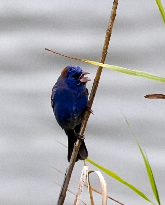 Blue Grosbeak - ML383594971