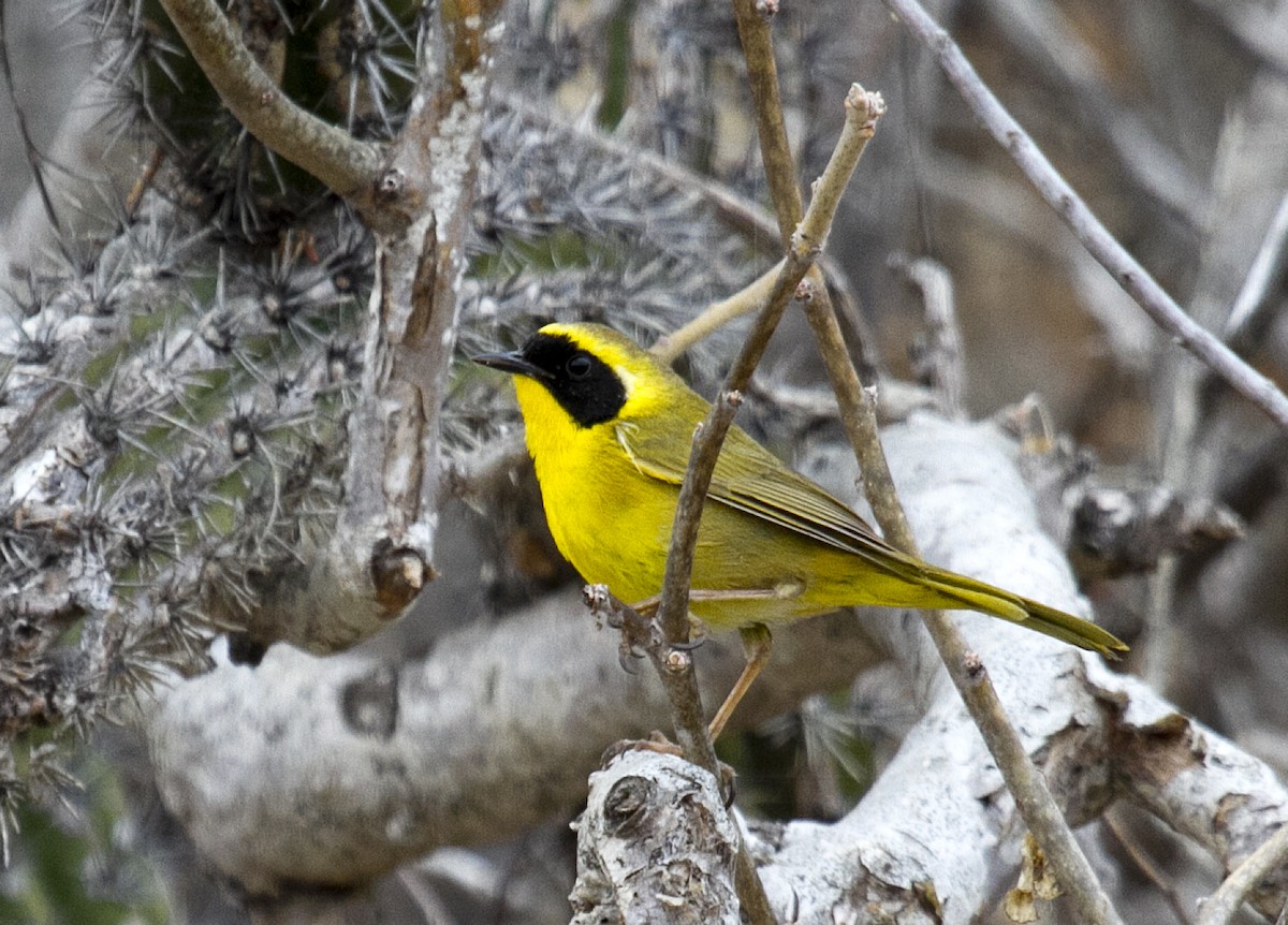 Belding's Yellowthroat - ML383595021