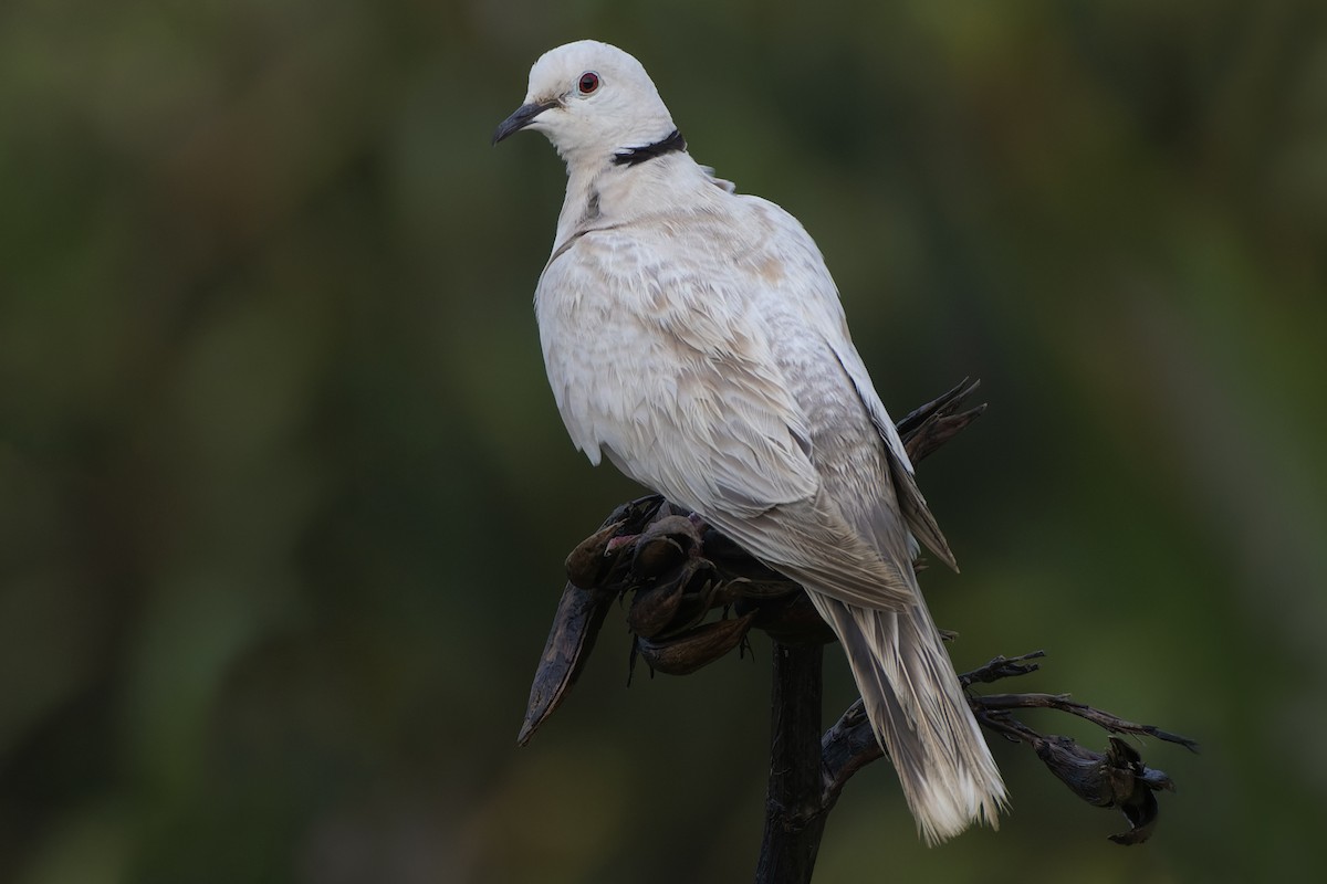 African Collared-Dove - ML383597011