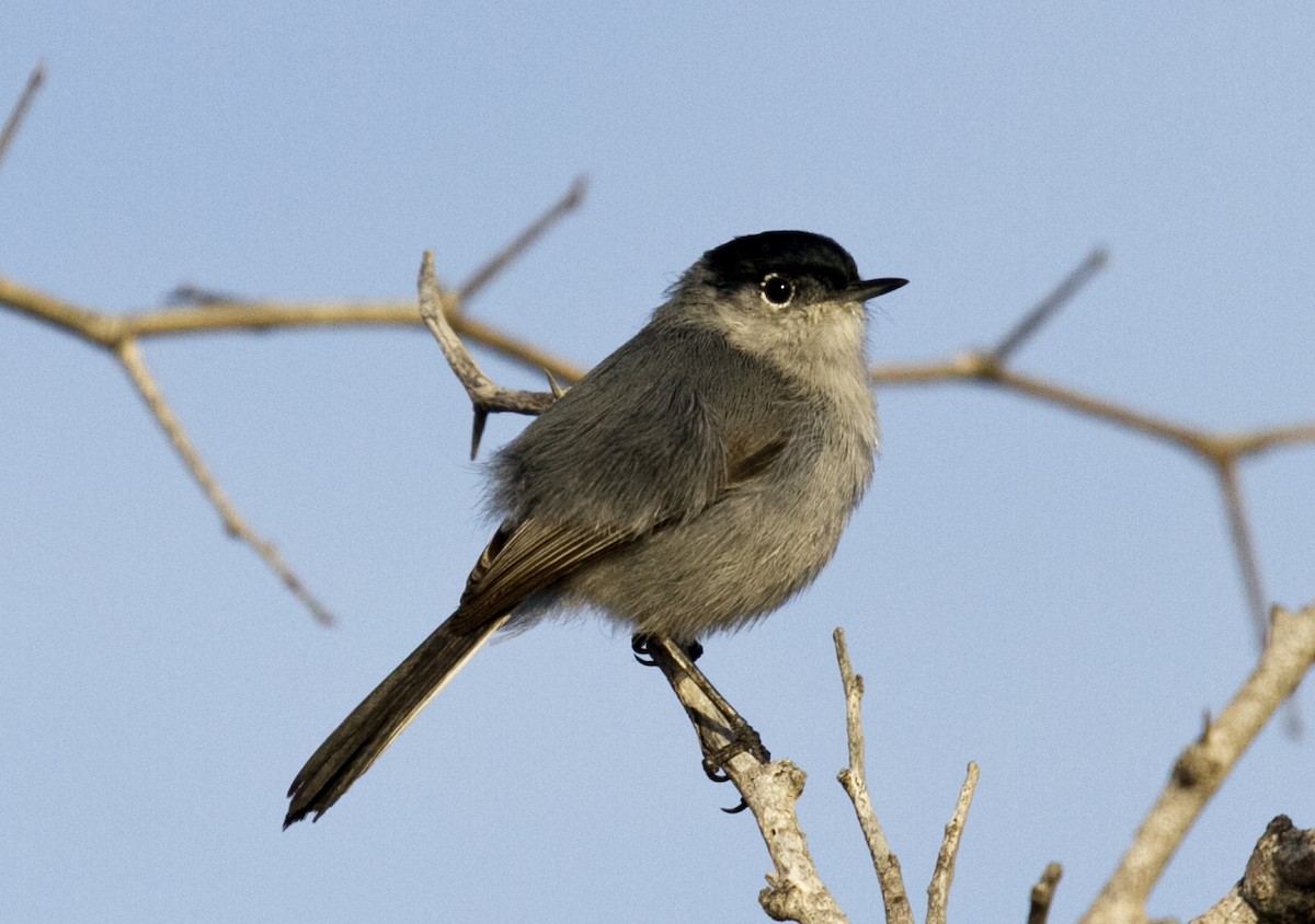 California Gnatcatcher - ML383597211