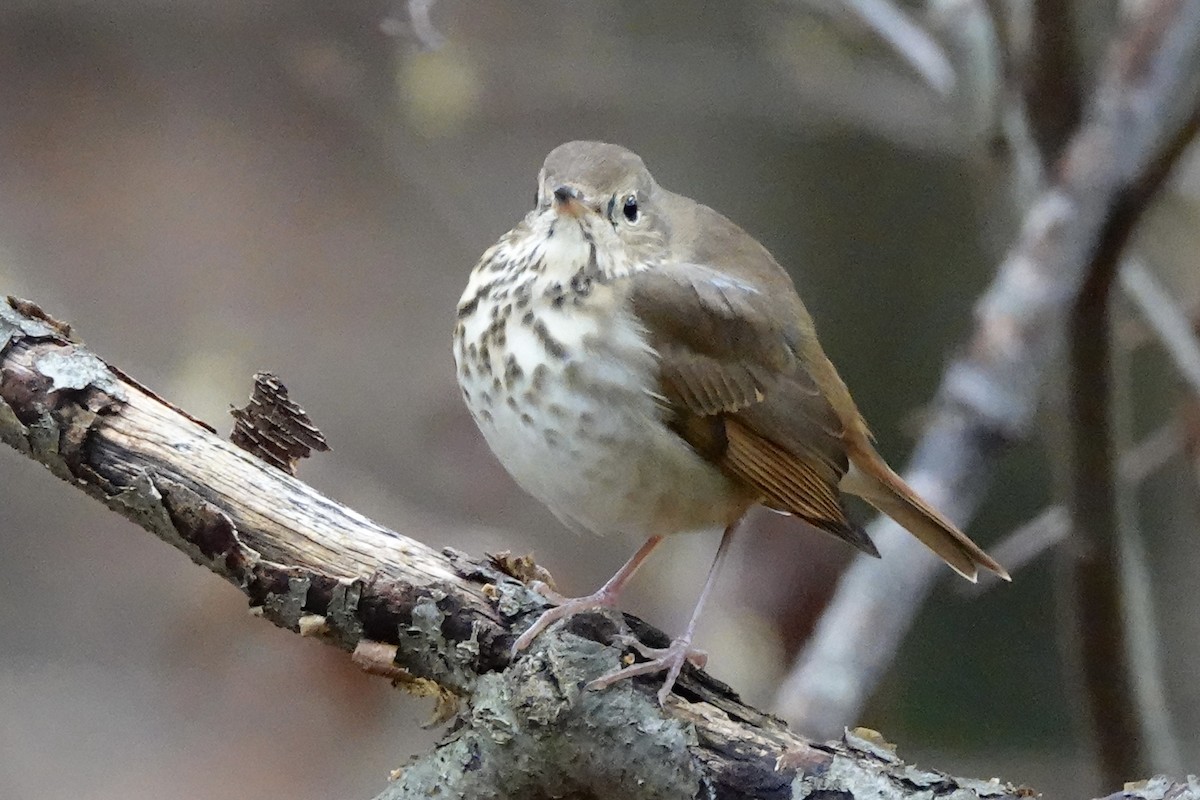 Hermit Thrush - ML383597291