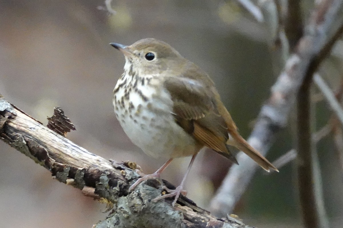 Hermit Thrush - ML383597301