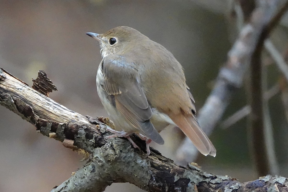 Hermit Thrush - ML383597341