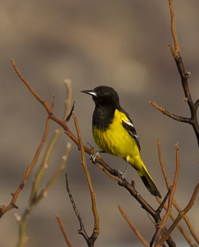 Scott's Oriole - ML383597721