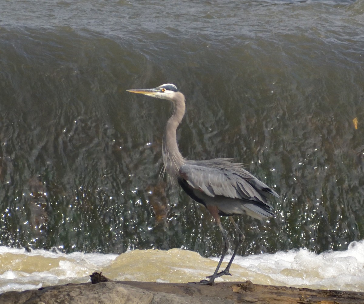 Great Blue Heron (Great Blue) - ML383598861