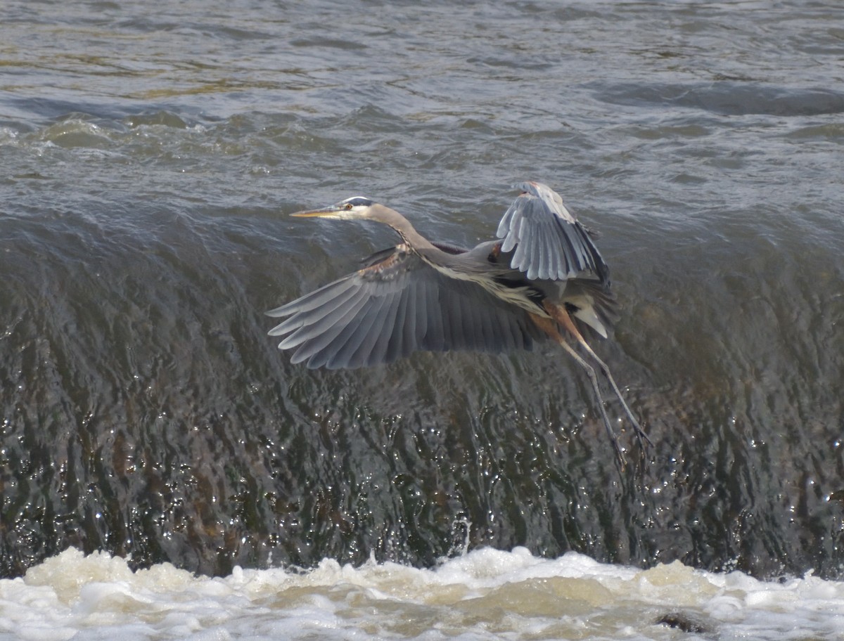 Great Blue Heron (Great Blue) - ML383598911