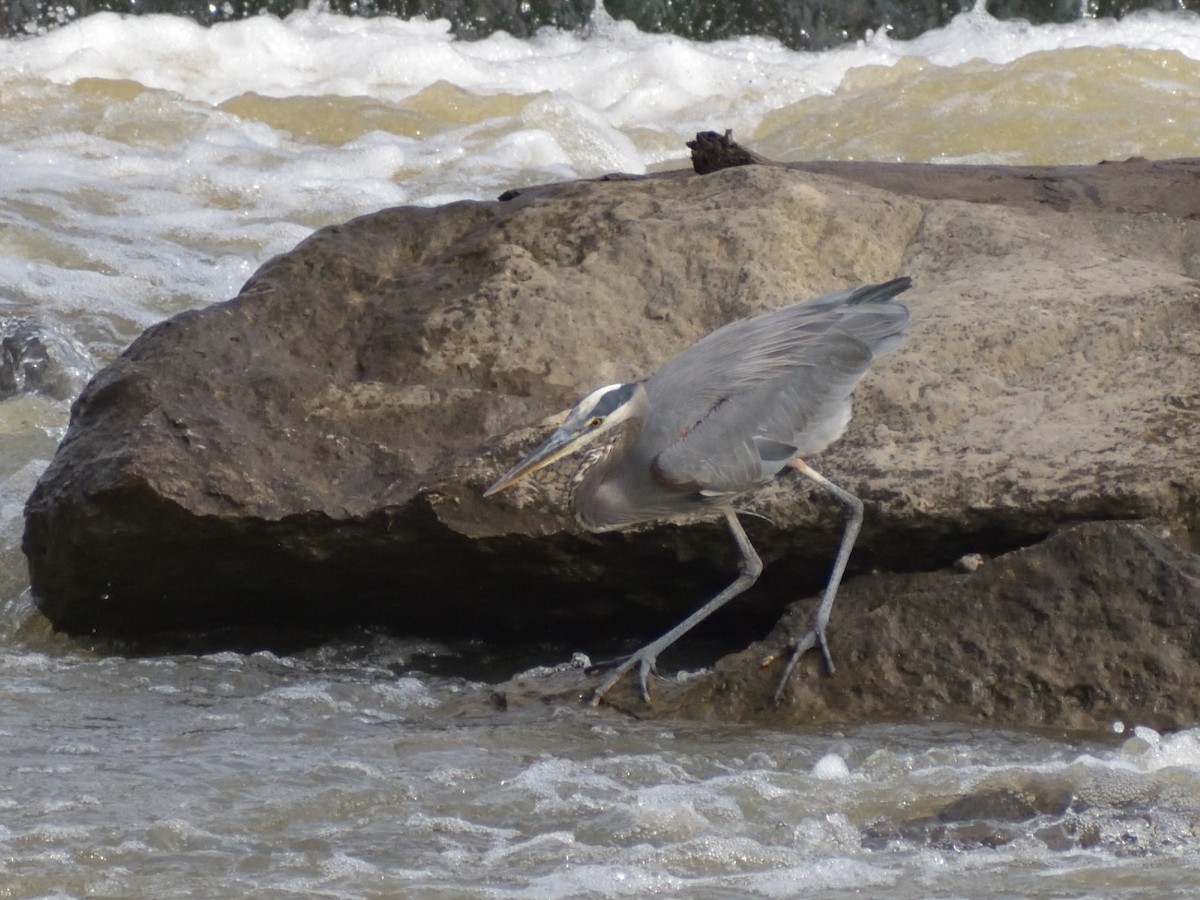 Great Blue Heron (Great Blue) - ML383598921