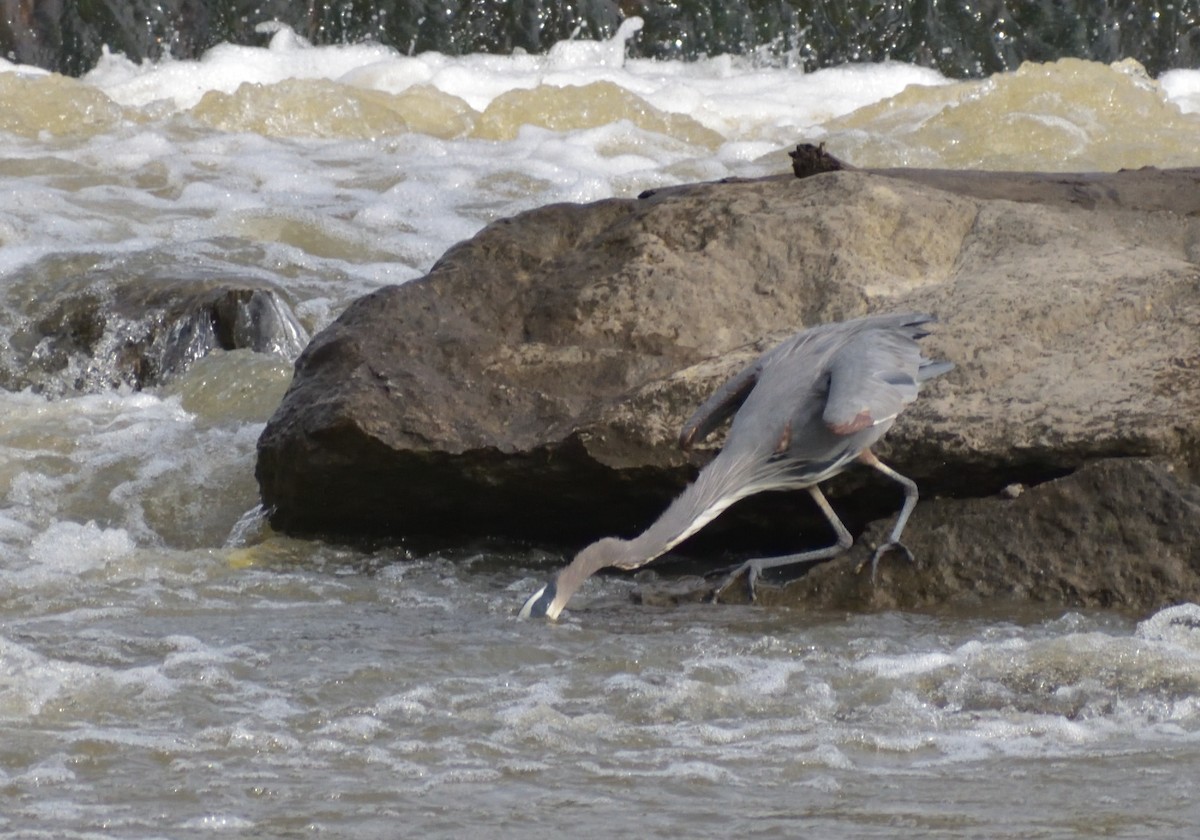 Great Blue Heron (Great Blue) - ML383598941