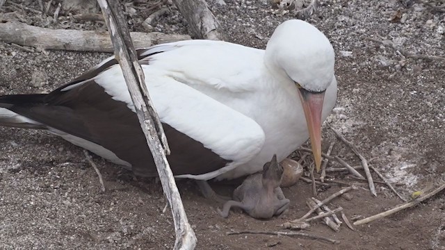 Nazca Booby - ML383598951