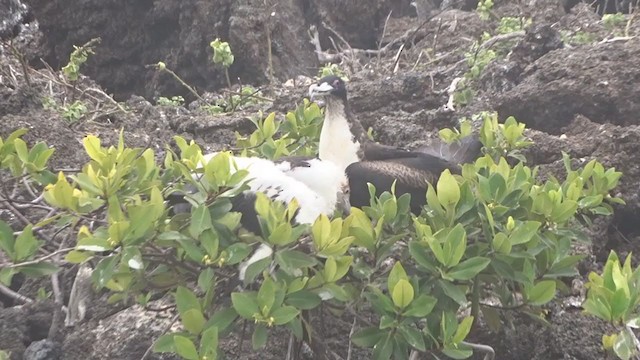 Great Frigatebird - ML383599351