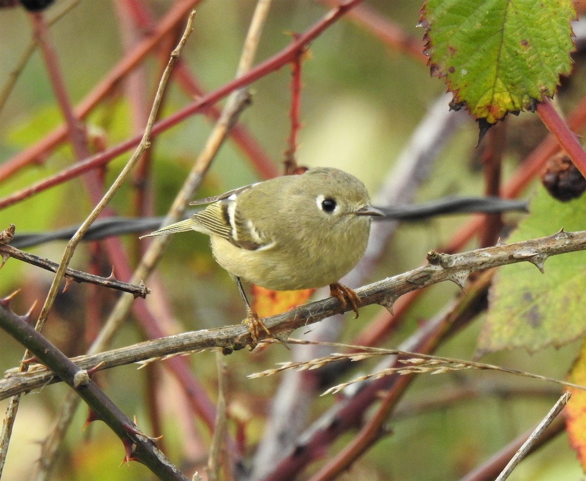 Ruby-crowned Kinglet - ML383599571