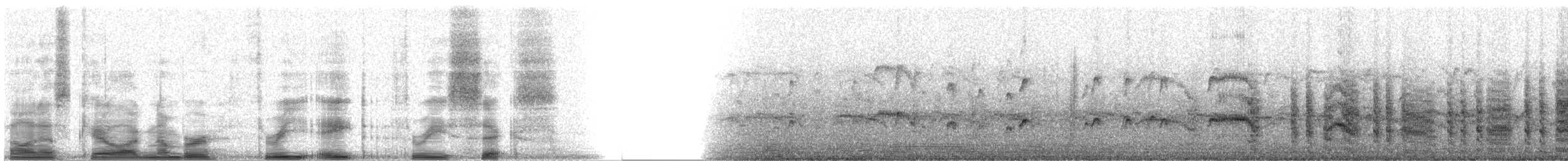 Sterne arctique - ML3836