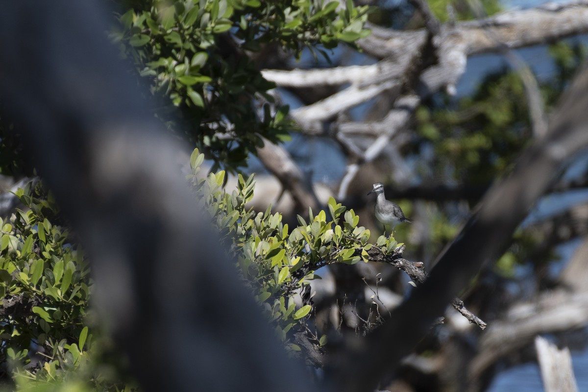 Gray-tailed Tattler - James Brookman