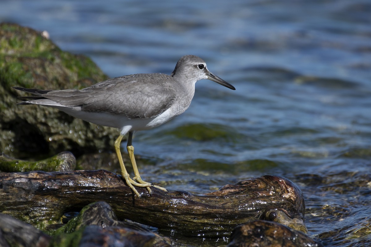 Gray-tailed Tattler - James Brookman