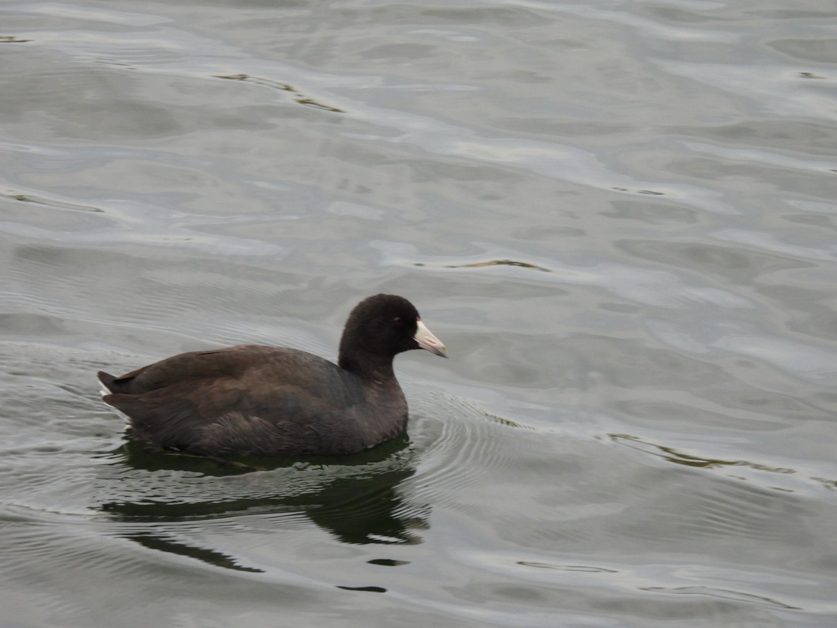 American Coot - ML383600281