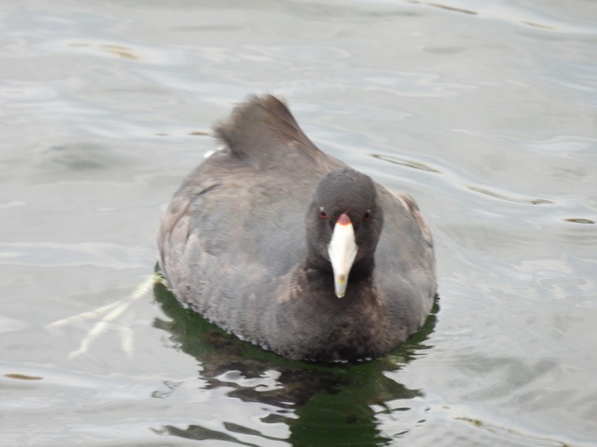 American Coot - ML383600331