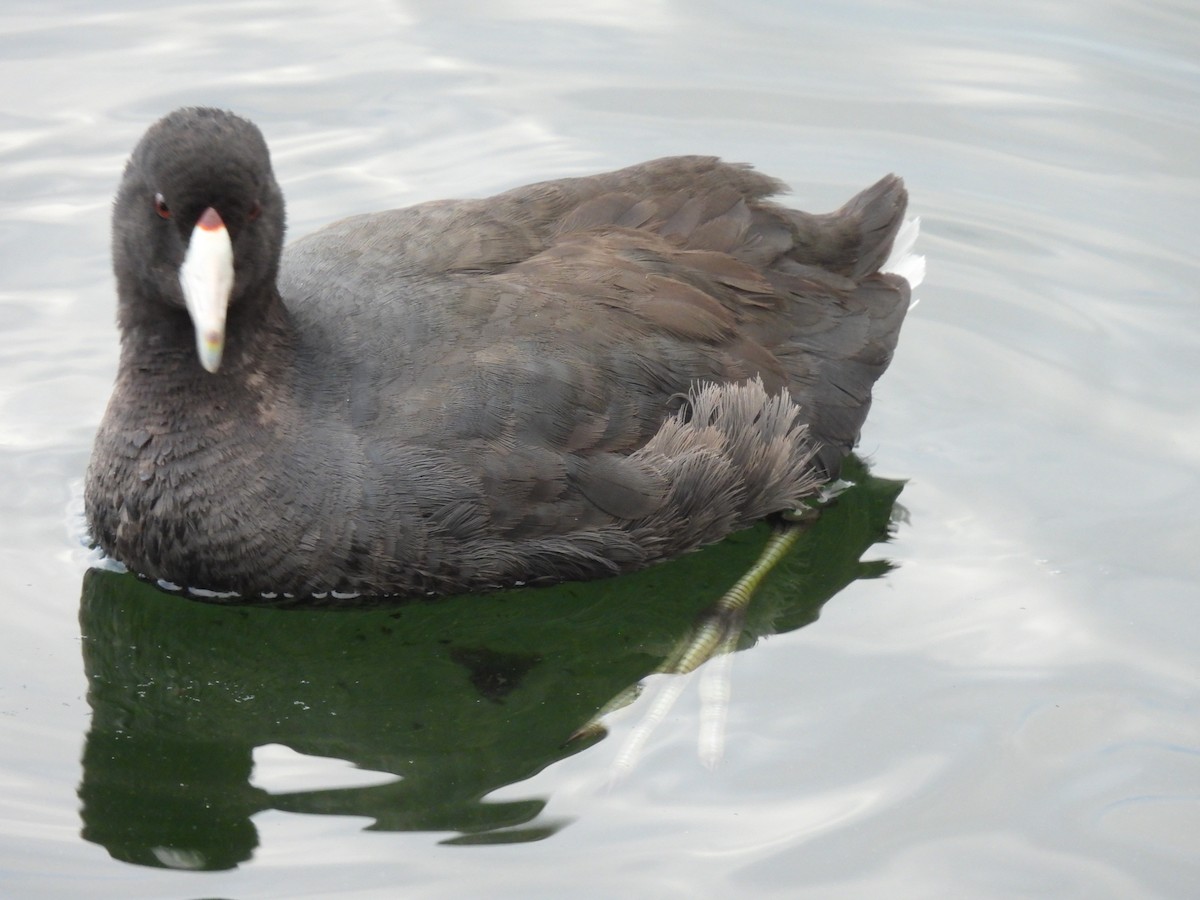 American Coot - ML383600361