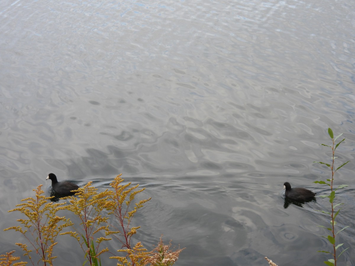 American Coot - ML383600381