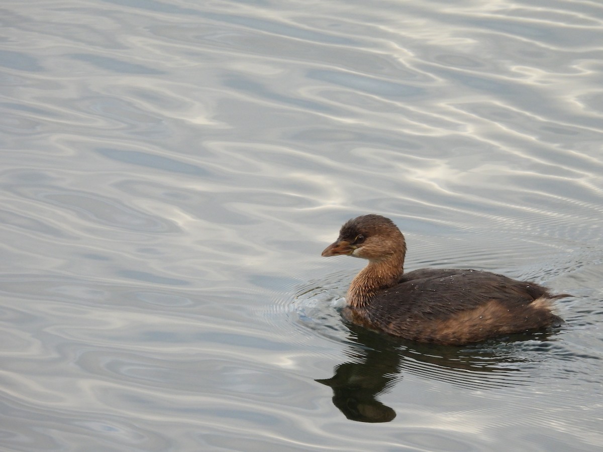 Pied-billed Grebe - ML383600401