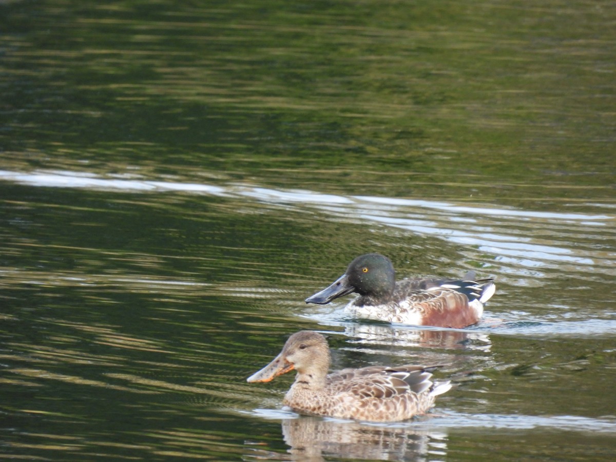 Northern Shoveler - ML383600601