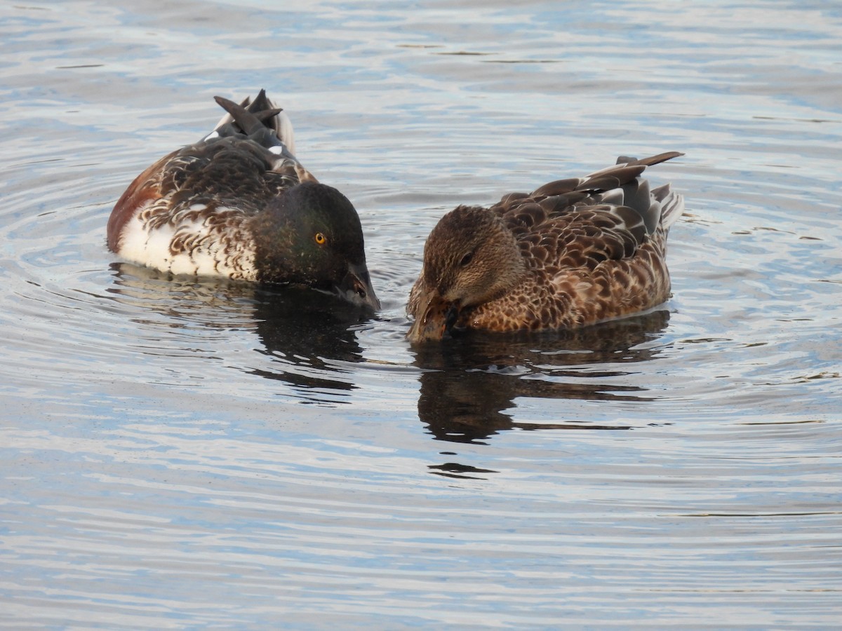 Northern Shoveler - ML383600641