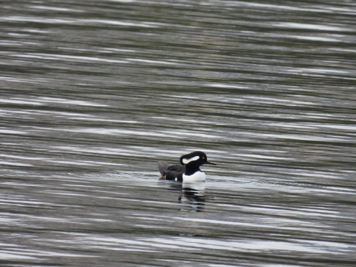 Hooded Merganser - ML383600741