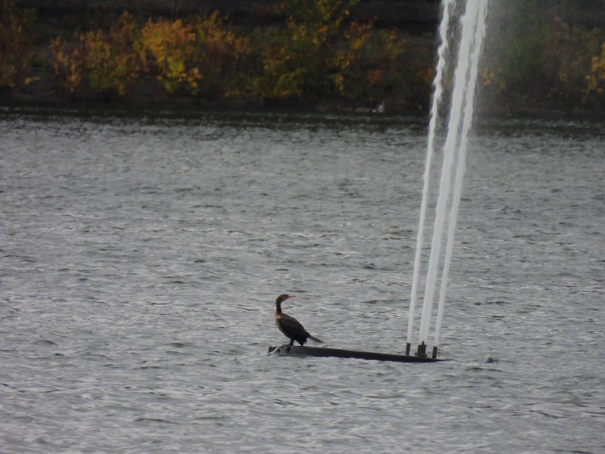 Double-crested Cormorant - ML383600781