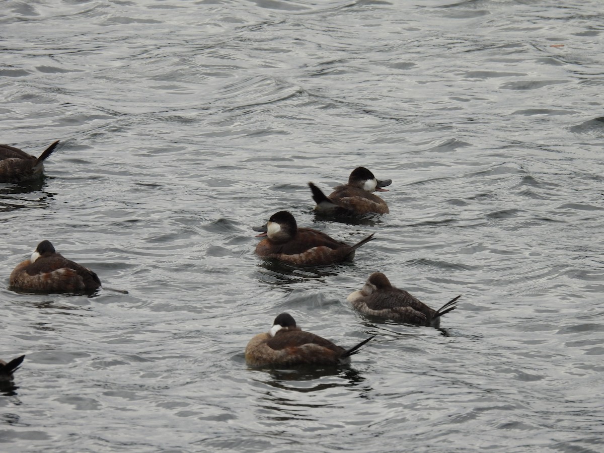 Ruddy Duck - ML383601201