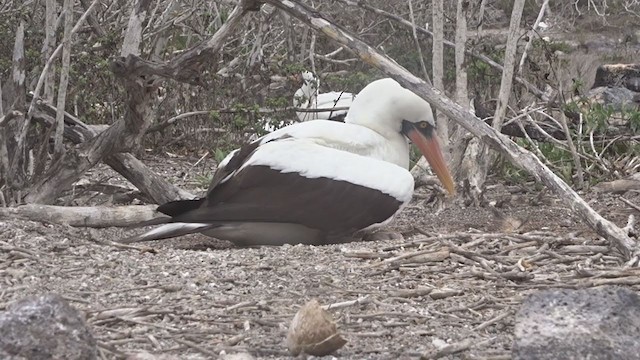 Nazca Booby - ML383601511